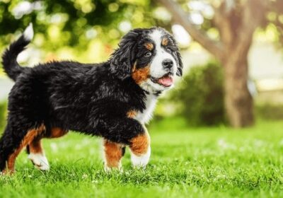bernese-mountain-dog-puppy-walking-600nw-2484264021-ezgif.com-webp-to-jpg-converter