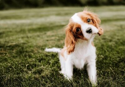 cavalier-king-charles-spaniel-puppy