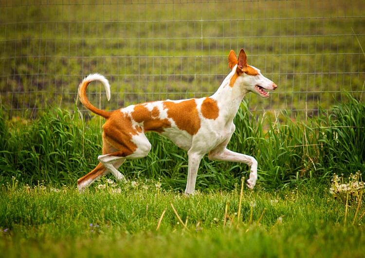 Ibizan Hound